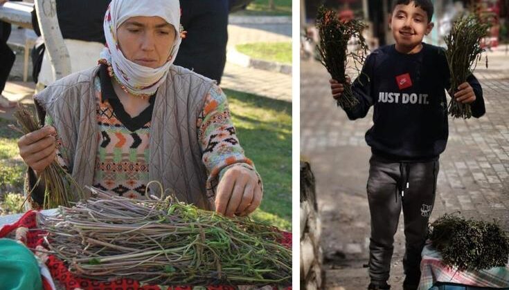 Bedavaya toplanıyor, bir bağı 100 liradan kapış kapış gidiyor