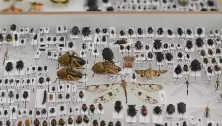 Karamanlı Mühendis, Ailesinin İsimlerini Taşıyan Yeni Böcek Türleri Keşfetti