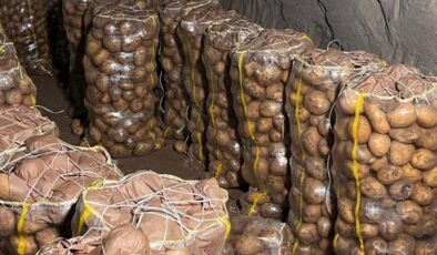 Yurt dışından gelen yüzlerce ton patates virüslü çıktı